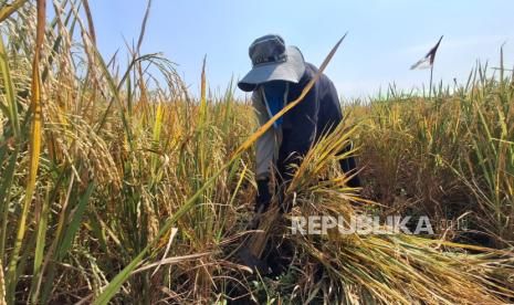 Hadapi Kekeringan, Gubernur Luthfi Jaga Target Produksi Padi Jateng